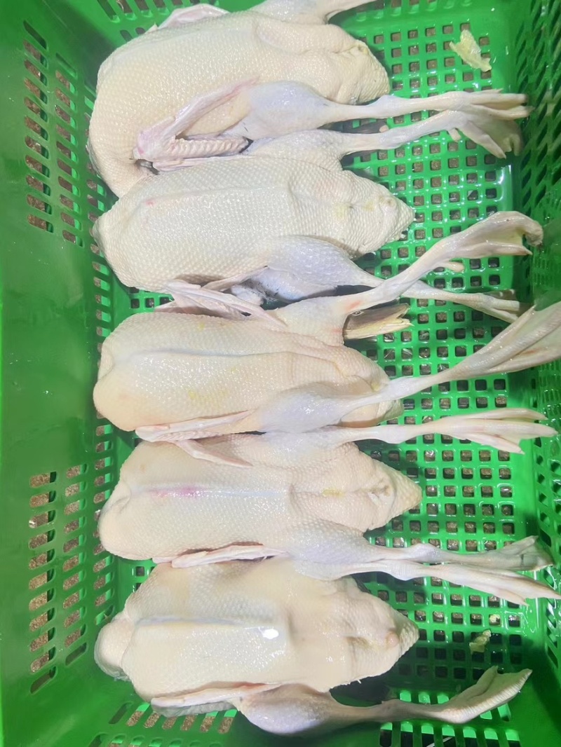 青头鸭白条工厂原地厂家直发欢迎咨询。
