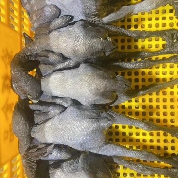 乌鸡乌鸡肉竹丝鸡能力厂家对接各地批发商量大优惠