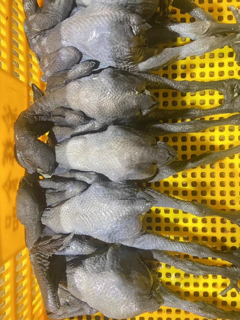 乌鸡乌鸡肉竹丝鸡能力厂家对接各地批发商量大优惠
