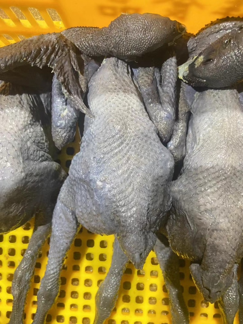乌鸡乌鸡肉竹丝鸡能力厂家对接各地批发商量大优惠