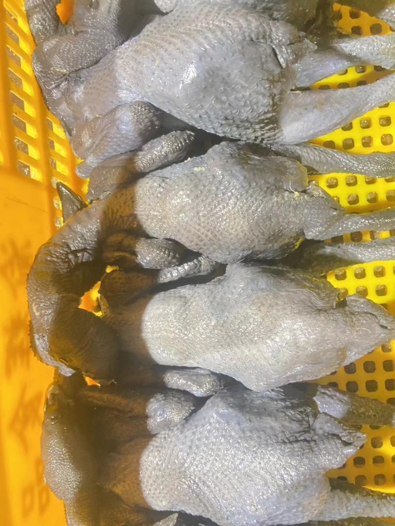 乌鸡乌鸡肉竹丝鸡能力厂家对接各地批发商量大优惠