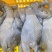 乌鸡乌鸡肉竹丝鸡能力厂家对接各地批发商量大优惠