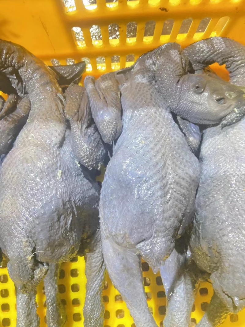 乌鸡乌鸡肉竹丝鸡能力厂家对接各地批发商量大优惠