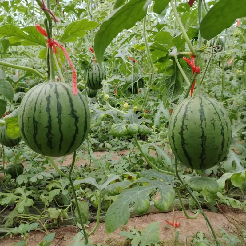 小糖丸小掉西瓜，珍珠红，2K西瓜，手掰牛奶西瓜，掉秧西瓜