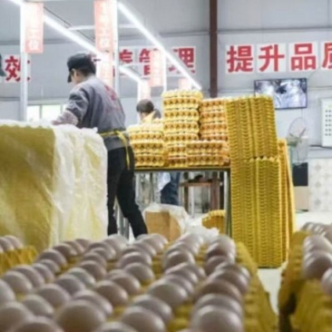 本地鸡，新鲜鸡蛋一箱110一箱里面有360个鸡蛋需要联系