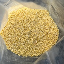 俄罗斯小米稀饭粥进口小米