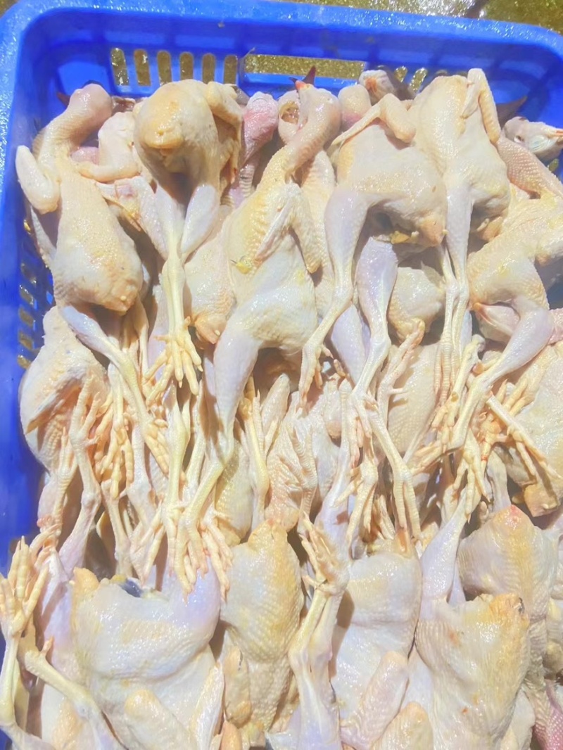 鹧鸪肉黄皮鹧鸪工厂直发欢迎进店咨询品质保障量大优惠