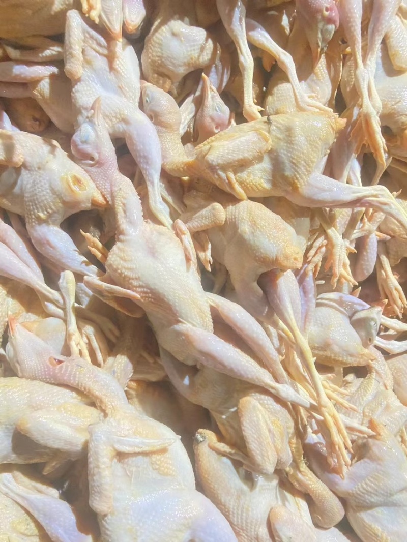 鹧鸪肉黄皮鹧鸪工厂直发欢迎进店咨询品质保障量大优惠
