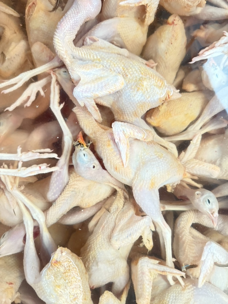 鹧鸪肉黄皮鹧鸪工厂直发欢迎进店咨询品质保障量大优惠