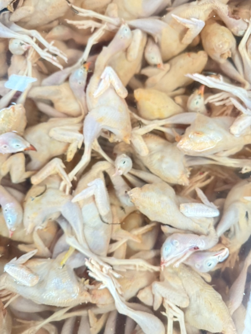 鹧鸪肉黄皮鹧鸪工厂直发欢迎进店咨询品质保障量大优惠