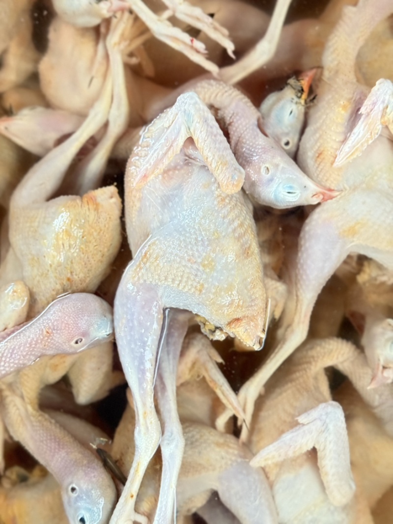 鹧鸪肉黄皮鹧鸪工厂直发欢迎进店咨询品质保障量大优惠
