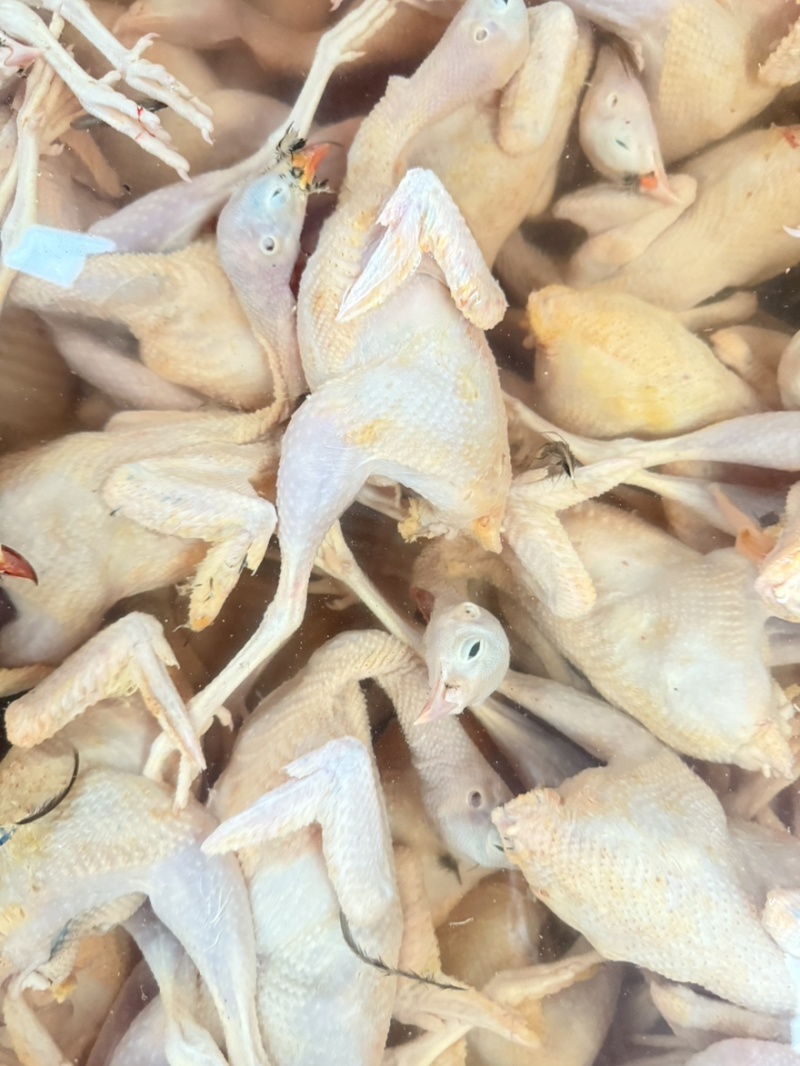 鹧鸪肉黄皮鹧鸪工厂直发欢迎进店咨询品质保障量大优惠