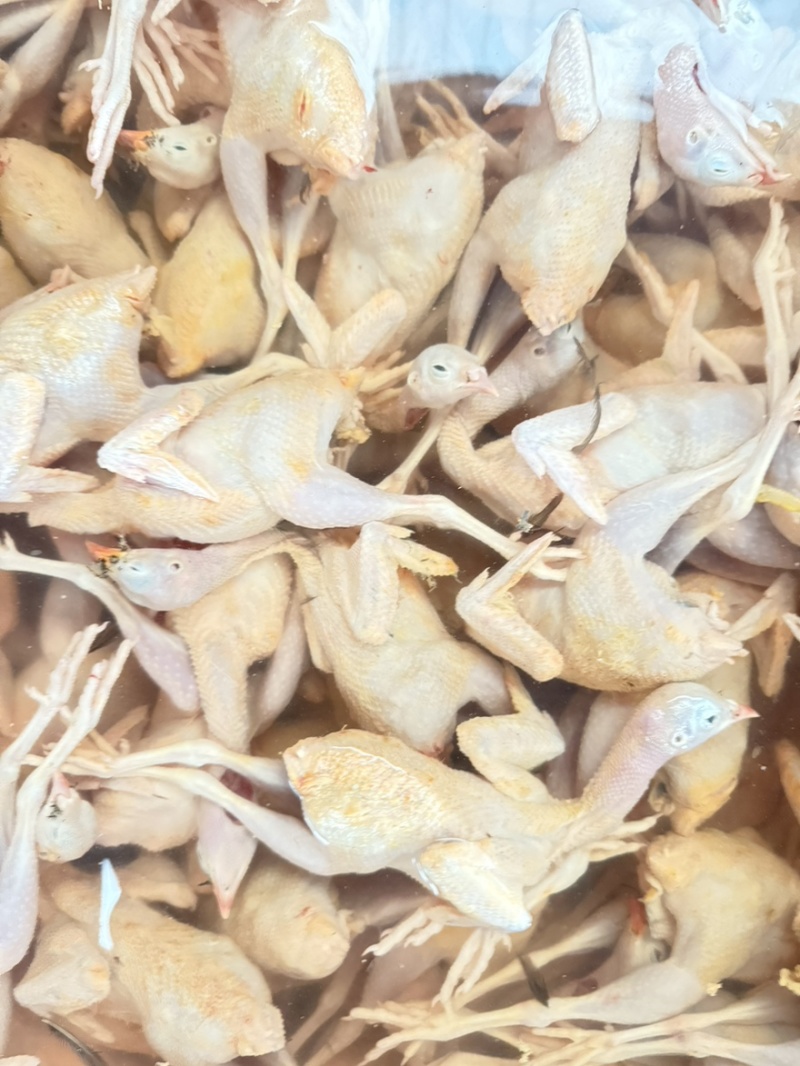 鹧鸪肉黄皮鹧鸪工厂直发欢迎进店咨询品质保障量大优惠