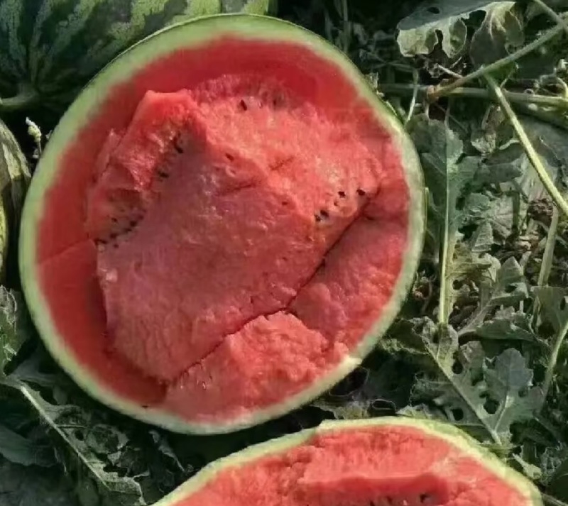 河南夏邑美都西瓜大量现货供应，规格齐全，可视频看货发全国