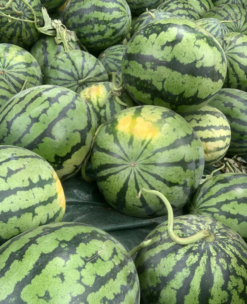 河南夏邑美都西瓜大量现货供应，规格齐全，可视频看货发全国