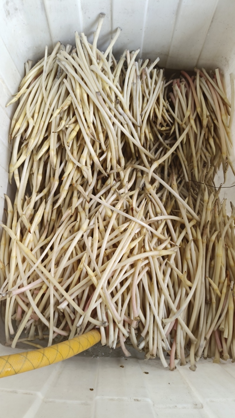 藕带