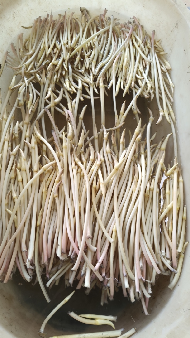 藕带