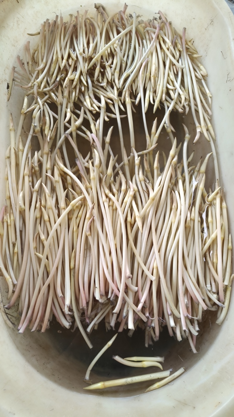 藕带