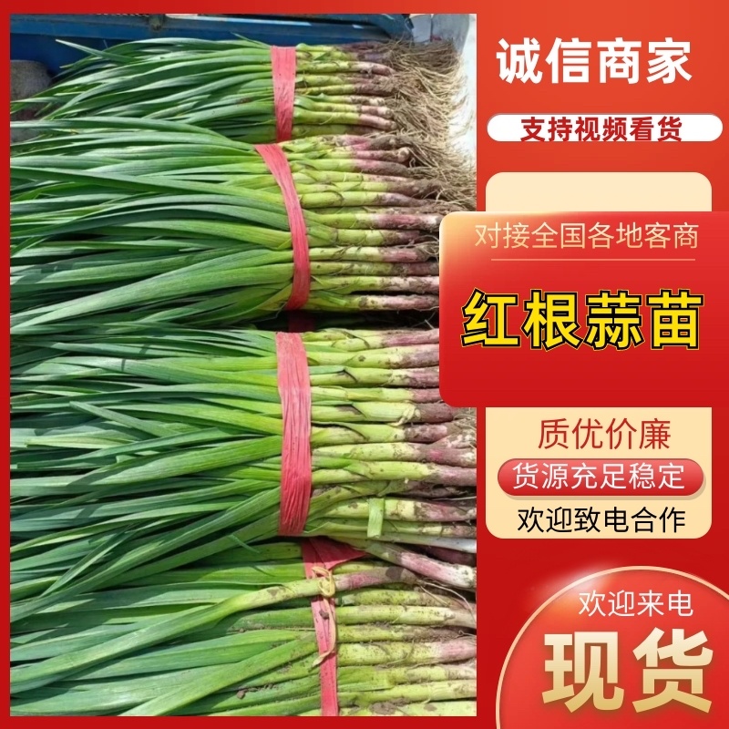 好货推荐一点红蒜苗基地直发对接电商市场商超