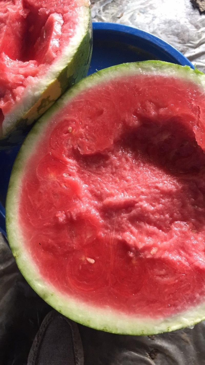 山东甜王西瓜，产地直发，清甜可口，量大从优欢迎来电咨询