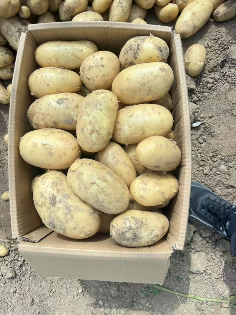 湖北天门沃土黄心土豆，大量上市，产地直供，货源充足