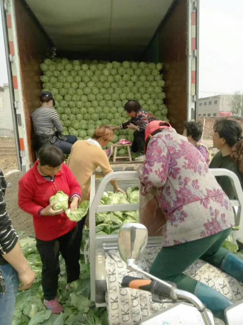 精品甘蓝面包菜