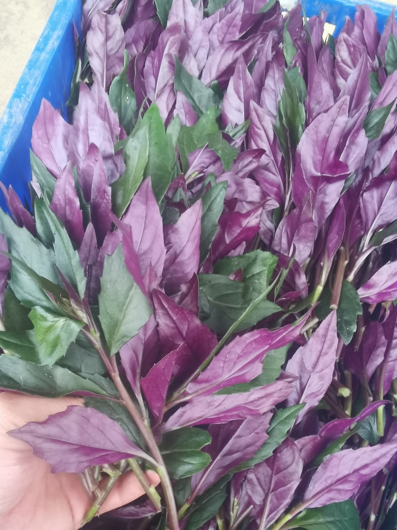 紫背菜专业种植户，量大质优