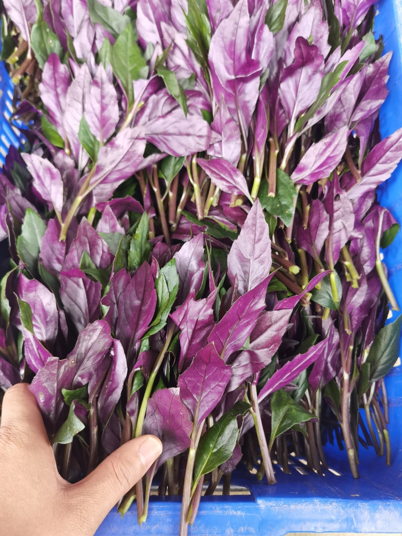 紫背菜专业种植户，量大质优