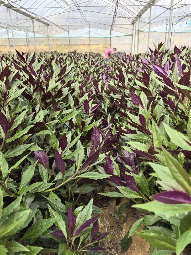 紫背菜专业种植户，量大质优