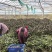 紫背菜专业种植户，量大质优