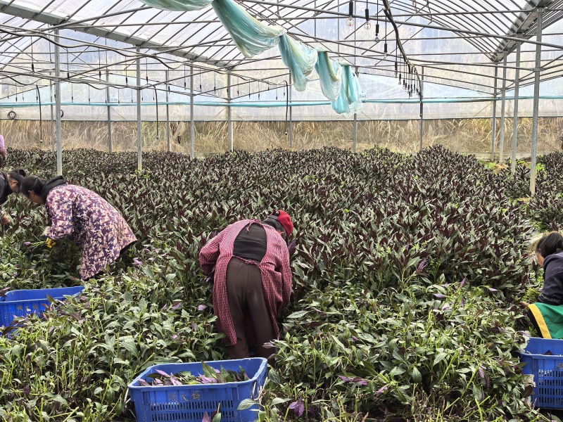 紫背菜专业种植户，量大质优