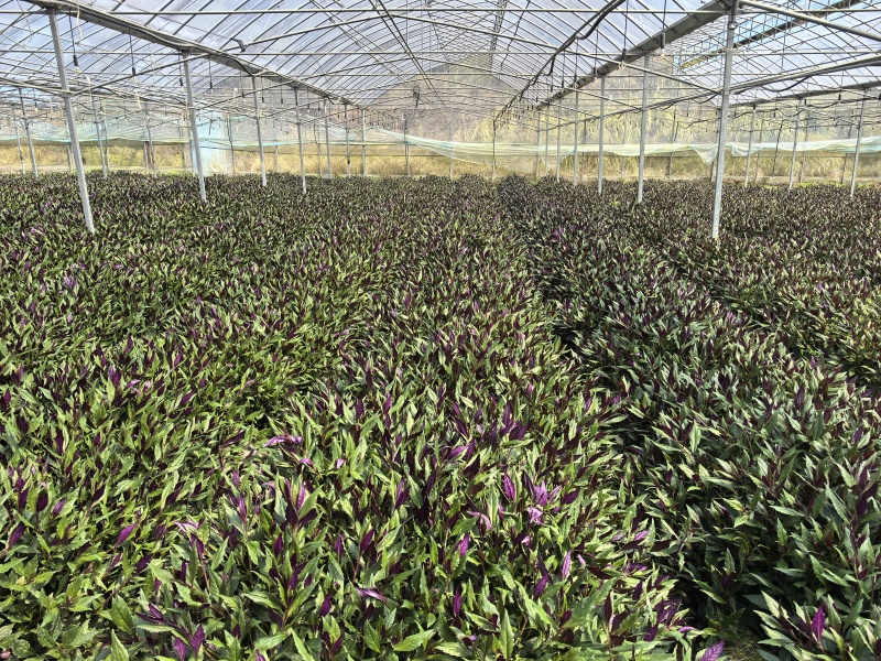 紫背菜专业种植户，量大质优