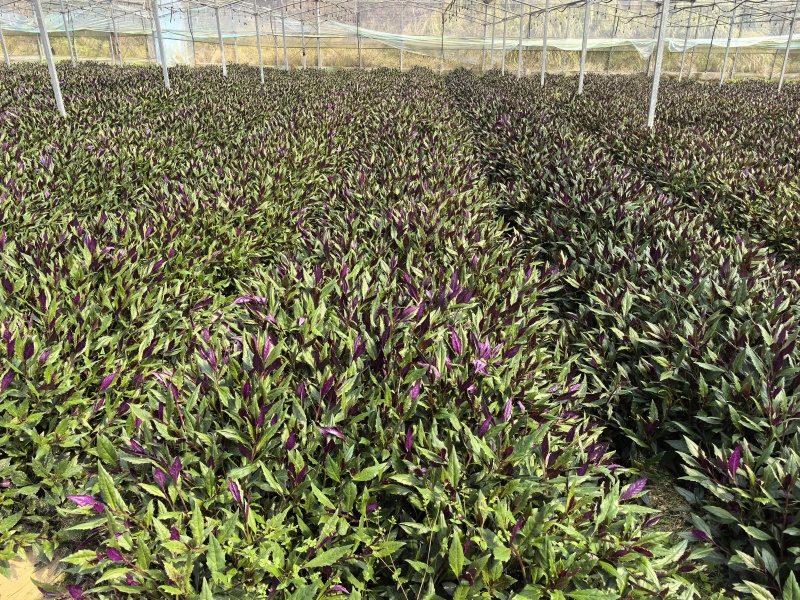 紫背菜专业种植户，量大质优
