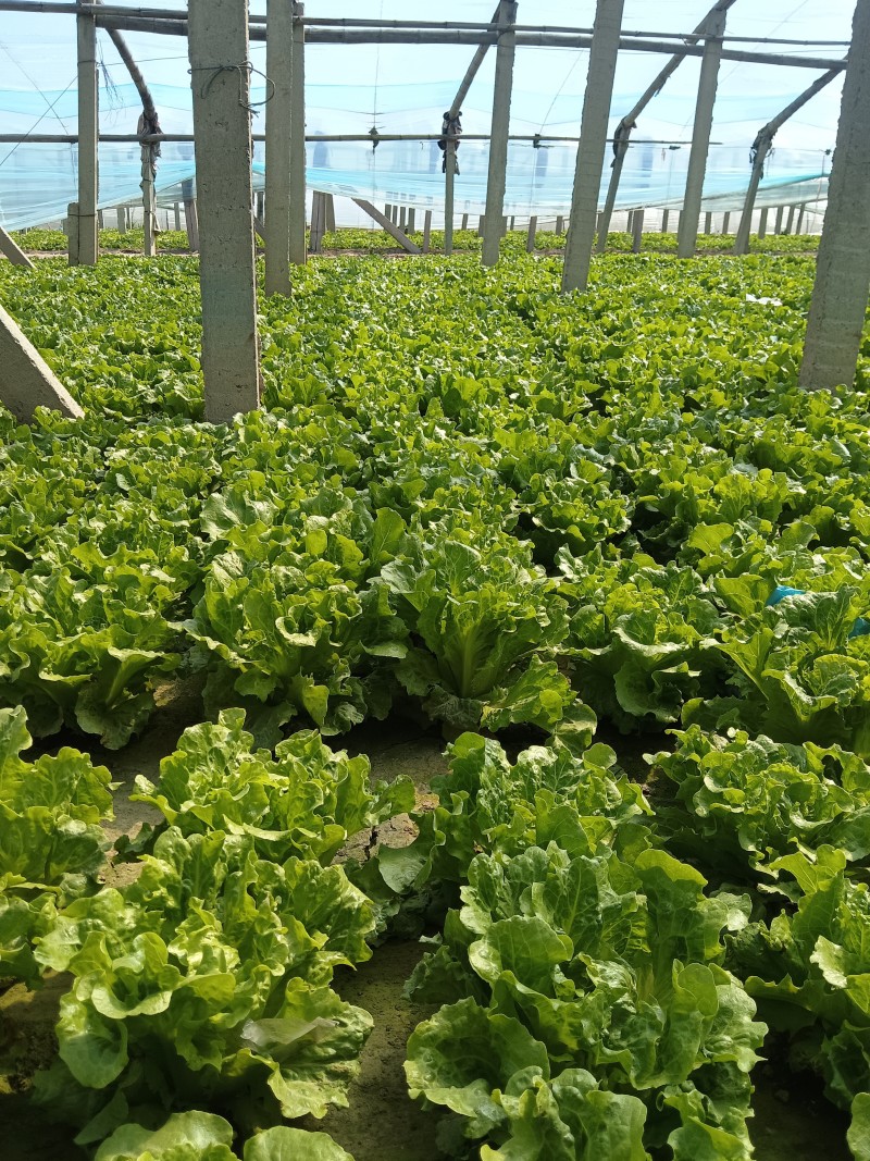 无残留意大利生菜对接电商！团购！各大商超农贸市场！