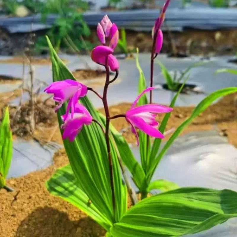 厂家直销白芨欢迎电话咨询量大从优
