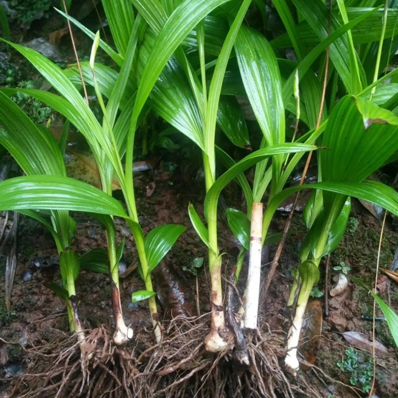 厂家直销白芨欢迎电话咨询量大从优
