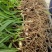 厂家直销白芨欢迎电话咨询量大从优