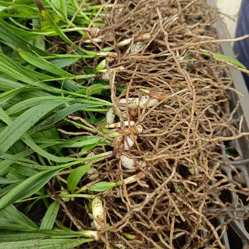 厂家直销白芨欢迎电话咨询量大从优
