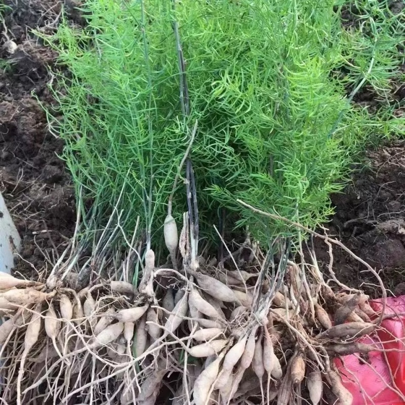 【天冬种苗】高产量品种云贵川广西基地直供