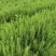 【天冬种苗】高产量品种云贵川广西基地直供