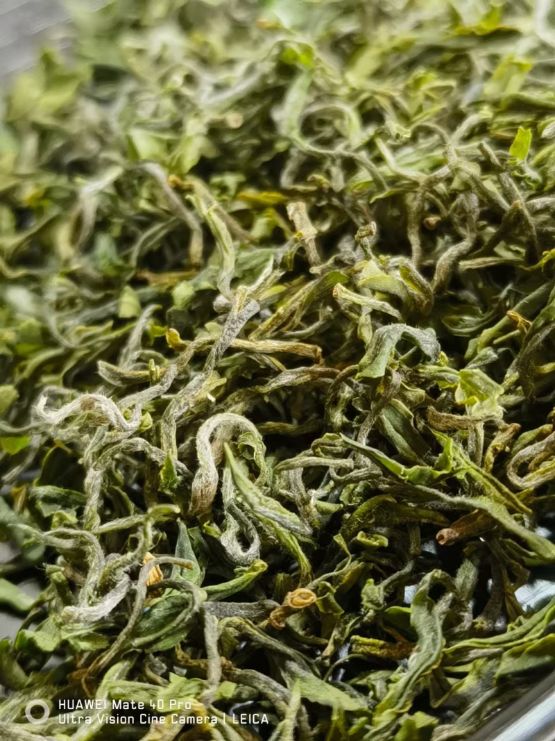 崂山特产，崂山茶
