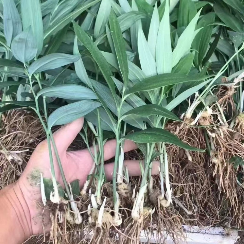 姜型多花黄精苗高产量