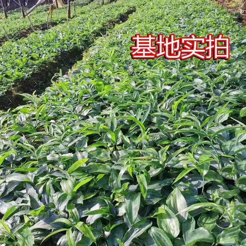 姜型多花黄精苗高产量