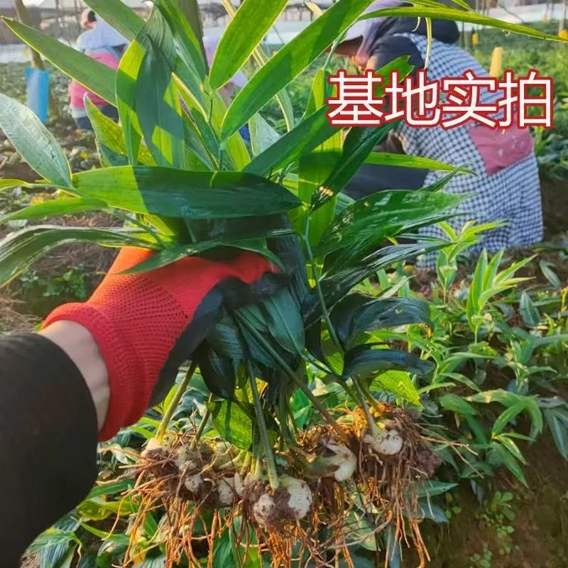 姜型多花黄精苗高产量