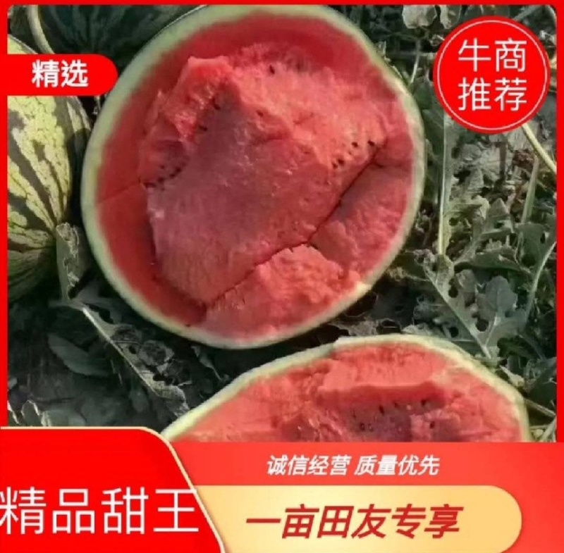 山东精品甜王西瓜货源充足量大从优对接批发市场电商