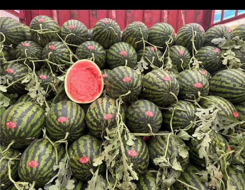 山东精品甜王西瓜货源充足量大从优对接批发市场电商