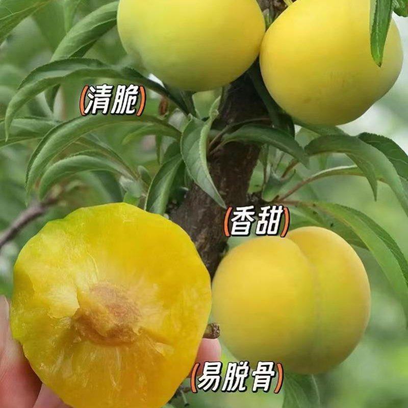 《精选》陕西蜂糖李大量预定中基地直发保质保量现摘现发
