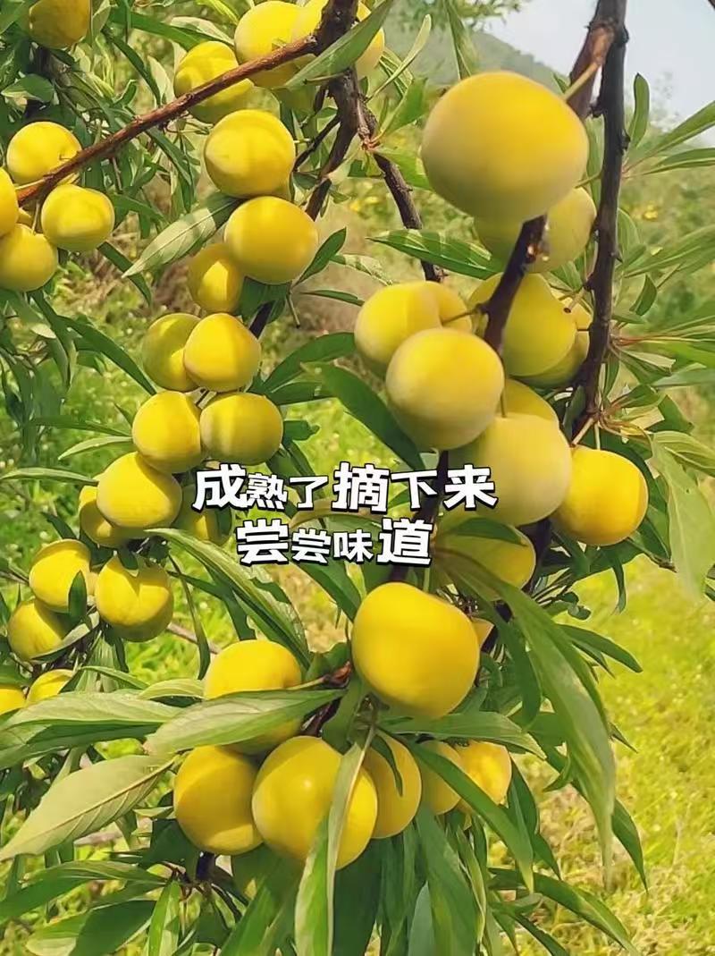 《精选》陕西蜂糖李大量预定中基地直发保质保量现摘现发