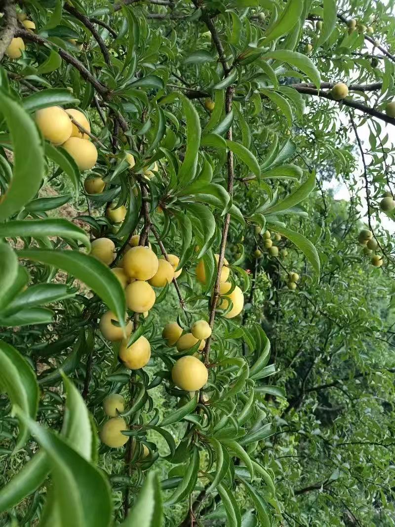 《精选》陕西蜂糖李大量预定中基地直发保质保量现摘现发