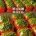《精选》陕西蜂糖李大量预定中基地直发保质保量现摘现发